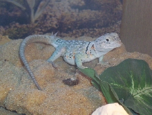 yoshi lumpy 2