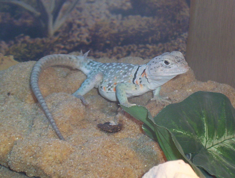 yoshi lumpy 2