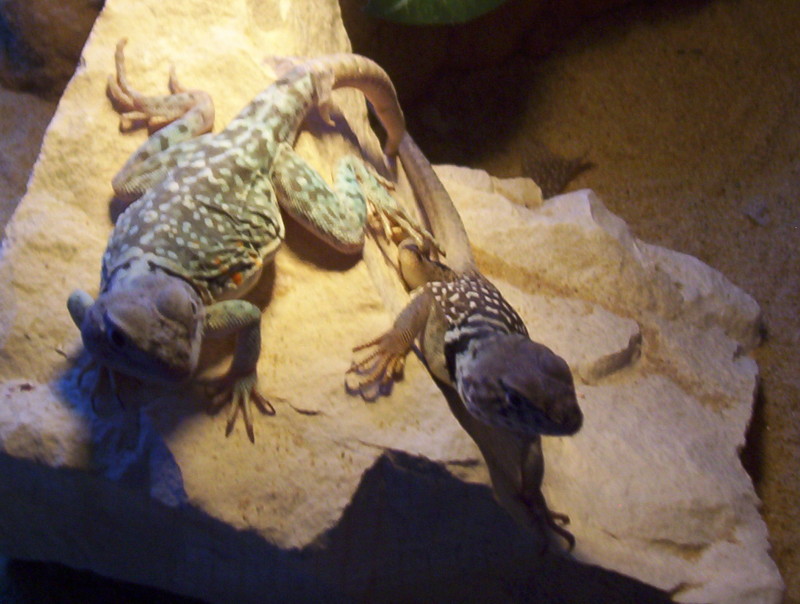 yoshi and Elvis