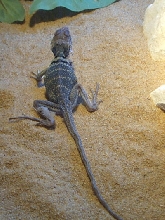 Bobba