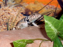 Bobba 2