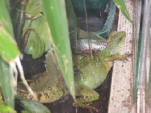 Male and female