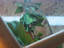 Babies in terrarium