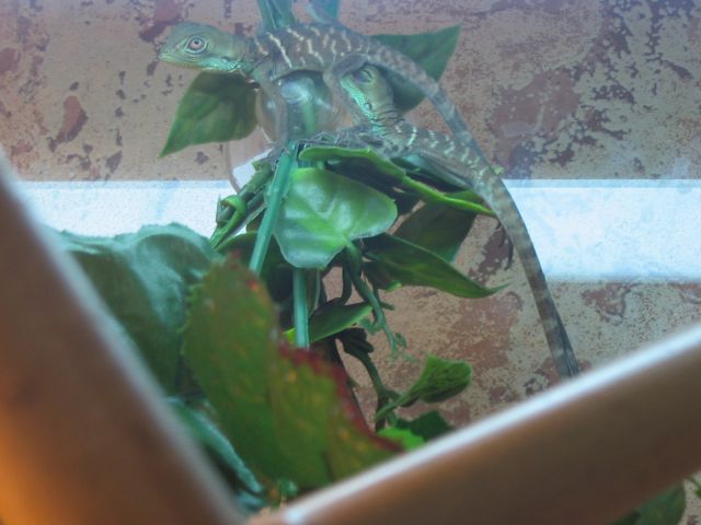 Babies in terrarium