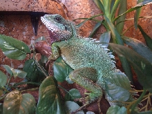 Male