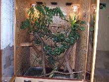 My terrarium
