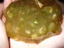 Cluster of Salamander eggs?