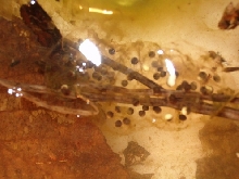 Cluster of Salamander Eggs?