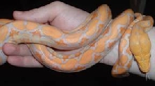 Lavender Albino Bob Clark