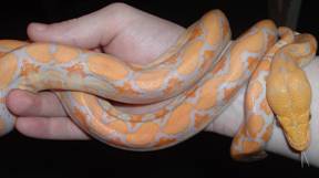 Lavender Albino Bob Clark