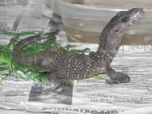 Black Rough Neck Monitor Juvenile