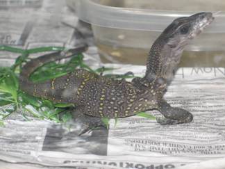 Black Rough Neck Monitor Juvenile