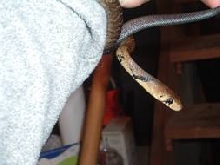 Black Tail Cribo