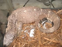 Black Throat from Pro Exotics