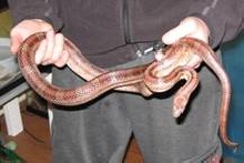 4'   Male Corn Snake