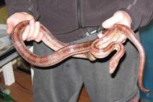 4'   Male Corn Snake