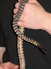 Female Western Black Head