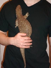 Updated Rescue Savannah Pic