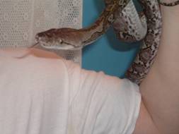 Jampea Retic
