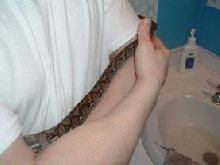 Jampea Retic