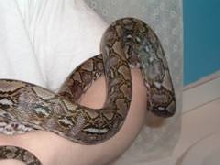 Another Pic of the Jampea Retic