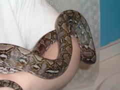 Another Pic of the Jampea Retic