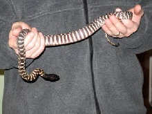 Male Western Black Head Python