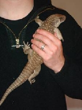 Savannah Monitor