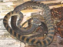 Banded Scrub Python (female)