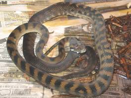 Banded Scrub Python (female)