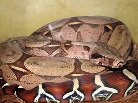 Surinam Red Tail
