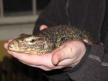 Water Monitor Head