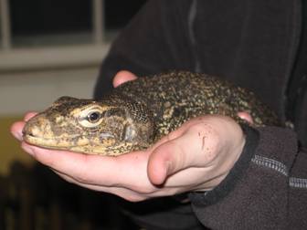 Water Monitor Head