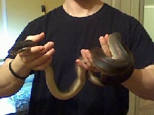 Black Phase D'Alberts Python