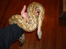 Blood Python