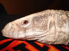 Head shot of my Savannahs