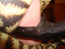 Black Head Eating Me
