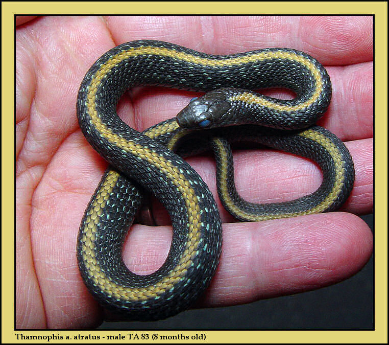 Thamnophis atratus atratus