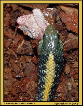 Thamnophis atratus atratus