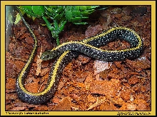 Thamnophis atratus atratus