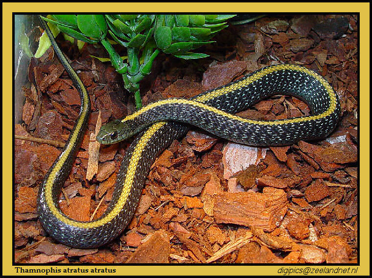 Thamnophis atratus atratus