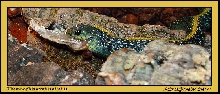 Thamnophis atratus atratus