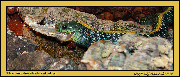 Thamnophis atratus atratus