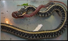 Eating a worm