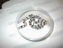 Ghost Honduran male