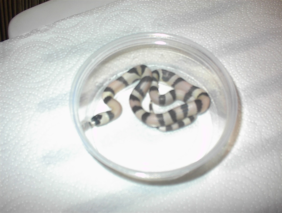 Ghost Honduran male