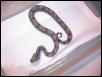 silverbackfemale6