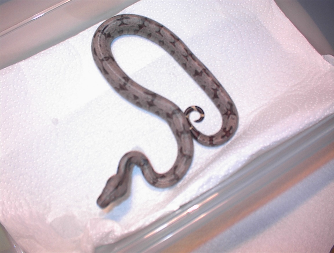 silverbackfemale6