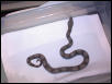 silverbackmale5