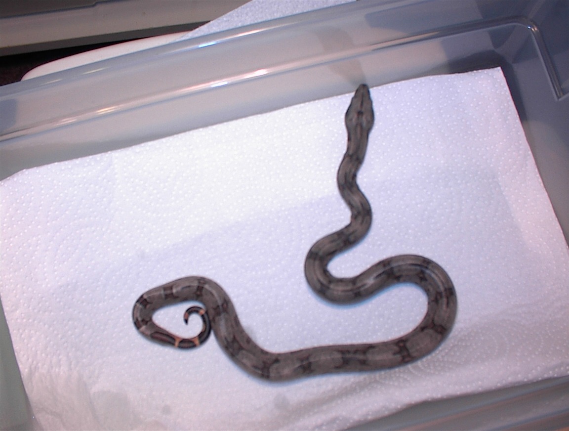 silverbackmale5